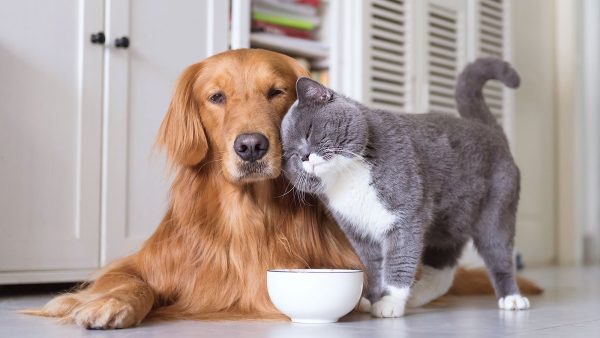 minska kostnad hund katt