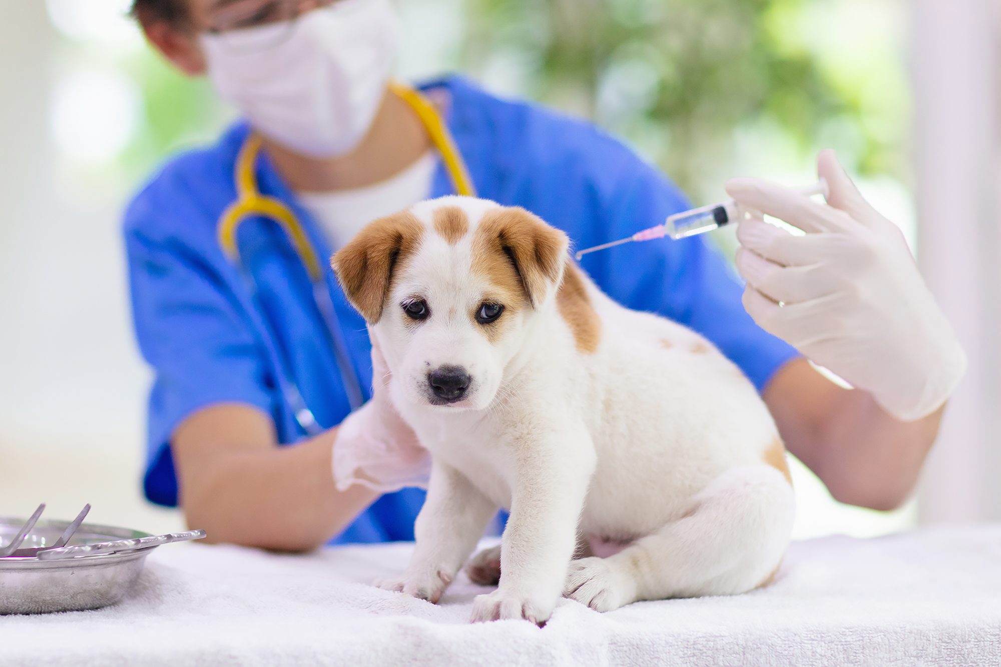 Rabiesvaccinet för hundar