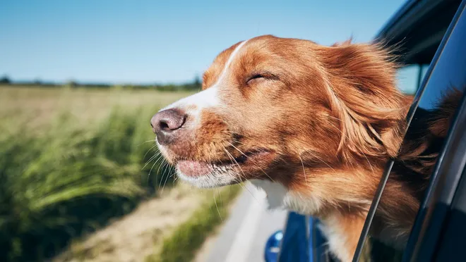 åk bil med hunden