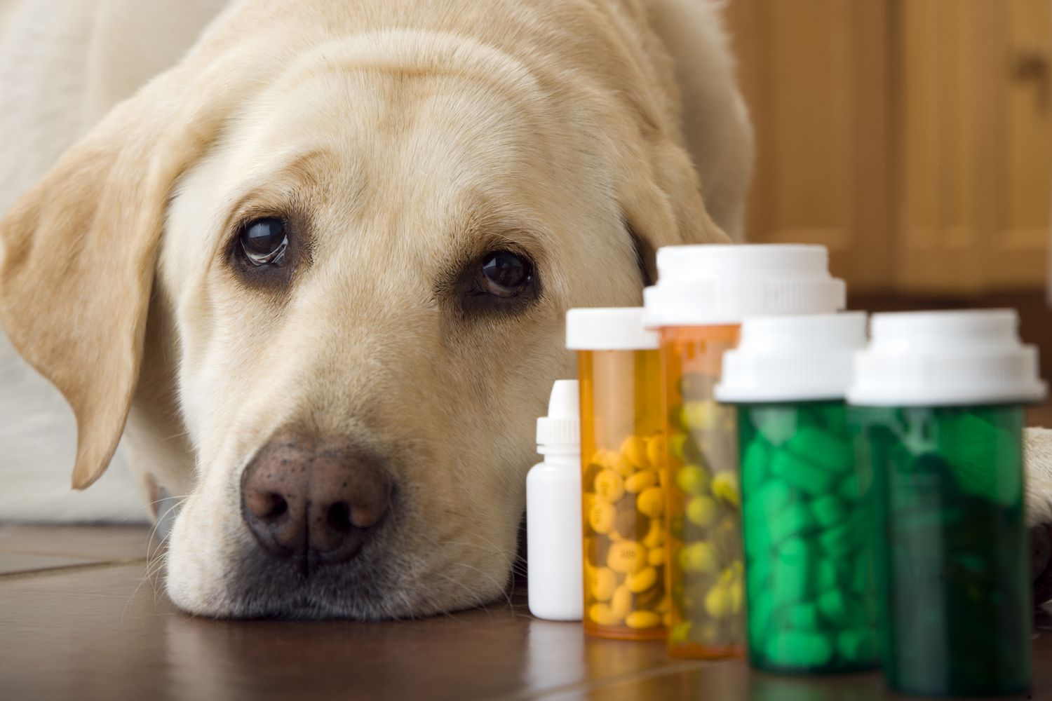 vitaminer för hundar