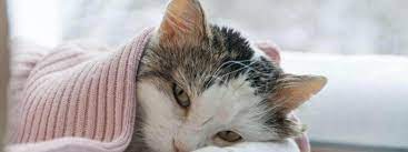 kattsjukdomar