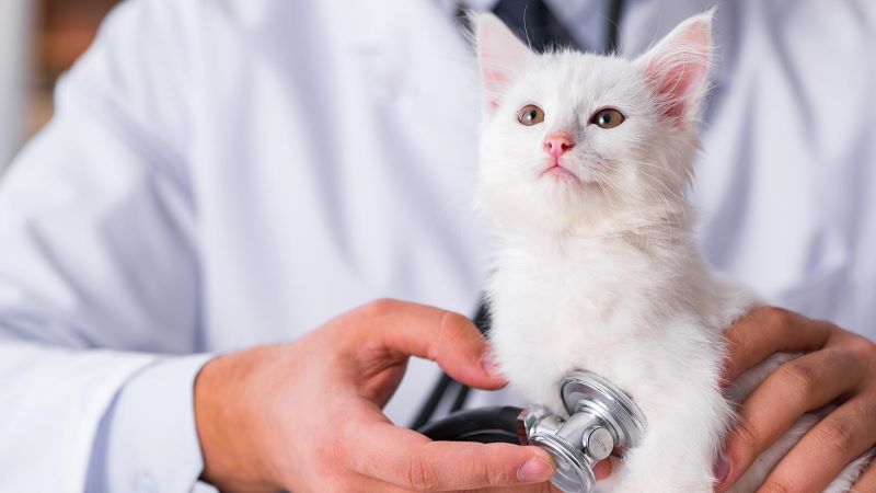 viktig att veta om kattförsäkring