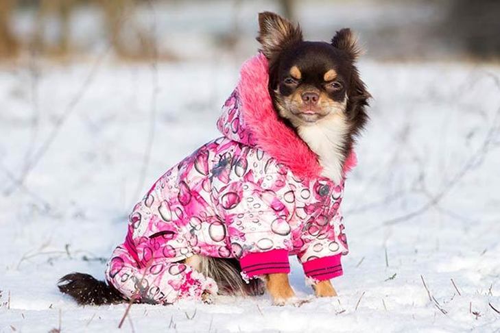 hundkläder för vintern