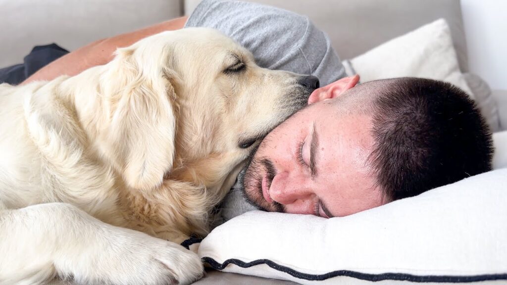 sova bredvid en hund
