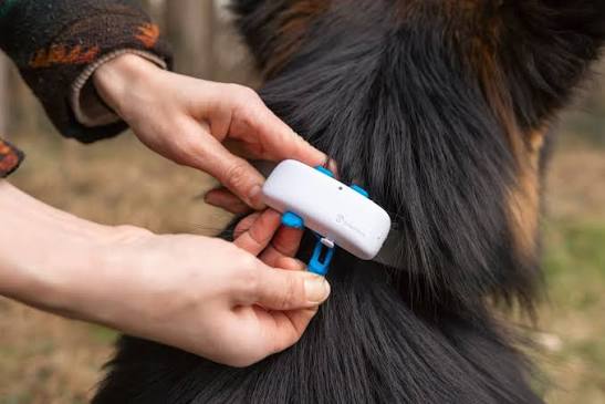 Tractive GPS DOG 4 sverige